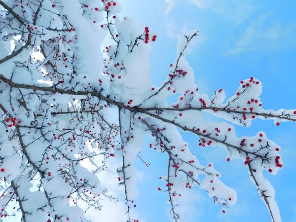 berries