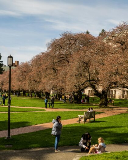 University of Washington campus walkway with cherry blossom trees lining the paths