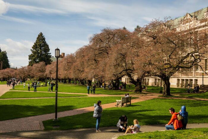 University of Washington campus walkway with cherry blossom trees lining the paths